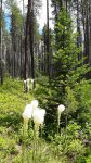 Beargrass growing on property